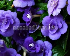 Achimenes DOUBLE BLUE ROSE 