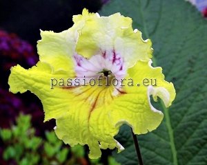 Streptocarpus Seeds UA-RAROG x other hybrids