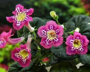 Mini Sinningia Seeds  SRG'S BIG MOUTH x other hybrids