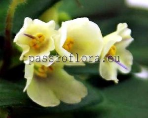 African Violet Seeds SENK'S ALCHEMY YELLOW BELLS x other hybrids