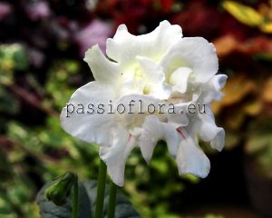 Streptocarpus Seeds DS-MERINGUE x other hybrids