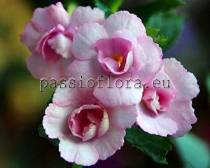 Achimenes Seeds ELLA x other hybrids