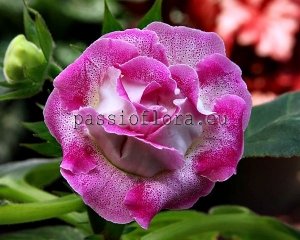 Gloxinia Seeds PF-SURPRISE x other hybrids
