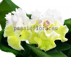 Streptocarpus Seeds DS-GOLDEN DRAGON x other hybrids