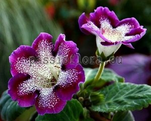 Gloxinia Seeds PF-EL NIDO x other hybrids