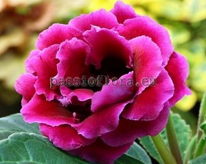 Gloxinia Seeds PF-SAFAGA x other hybrids