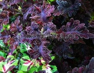 Coleus Seeds PF-FAVORITE x other hybrids