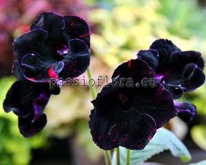 Streptocarpus Seeds DS-LAVA x other hybrids