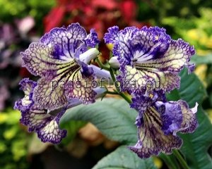 Streptocarpus Seeds OD-IZYA x other hybrids