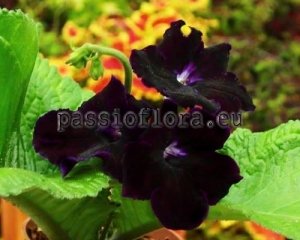 Streptocarpus Seeds DS-BLACK MAGIC x other hybrids