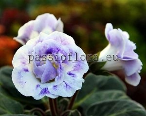 Gloxinia PF-ELEGANCE