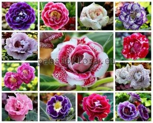 Gloxinia Seeds  MIX 3 OF DIFFERENT HYBRIDS