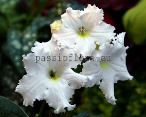 Streptocarpus Seeds BELLA x other hybrids