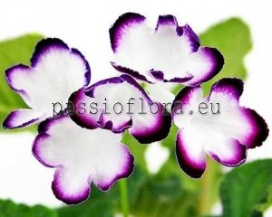 Streptocarpus Seeds DS-RADISH x other hybrids