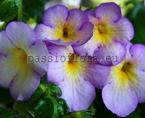 Achimenes Seeds SWEET GIANT x other hybrids 