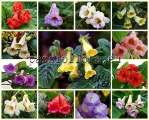 Sinningia Seeds MIX OF DIFFERENT HYBRIDS 