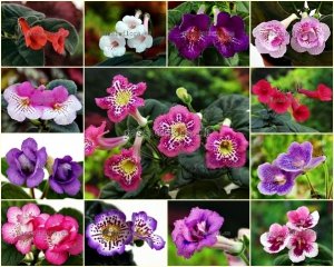 Mini Sinningia Seeds  MIX 2 OF DIFFERENT HYBRIDS