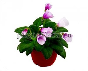 African Violet Seeds SIMSIM TINY BELLS x other hybrids