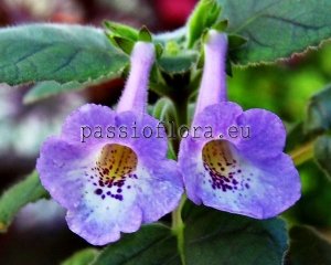 Mini Sinningia SRG'S BLUE DIAMOND