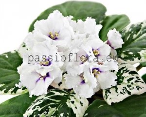 African Violet Seeds LE-GALINA x other hybrids