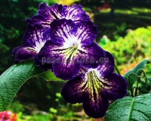 Streptocarpus Seeds OD-SOLAR VORTEX x other hybrids