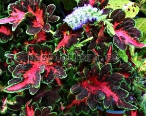 Coleus Seeds PF-RED PARROT x other hybridsds