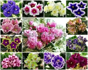 African Violet  Seeds MIX OF DIFFERENT HYBRIDS