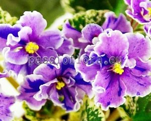 African Violet Seeds AVS-IGOR TALKOV x other hybrids