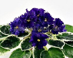 African Violet Seeds VAT-AFRICA x other hybrids