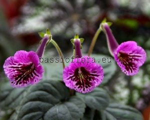 Mini Sinningia  BAL-LAVENDER