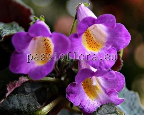 Achimenes RF'S SEA PEARLS xSmithicodonia 2