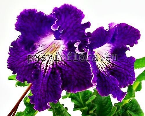Streptocarpus Seeds VAT-TITAN 