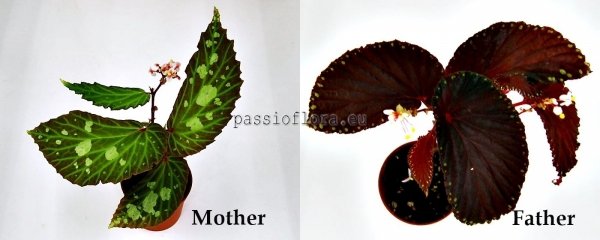 Begonia seeds sp. Mantuk x sp. Atricha