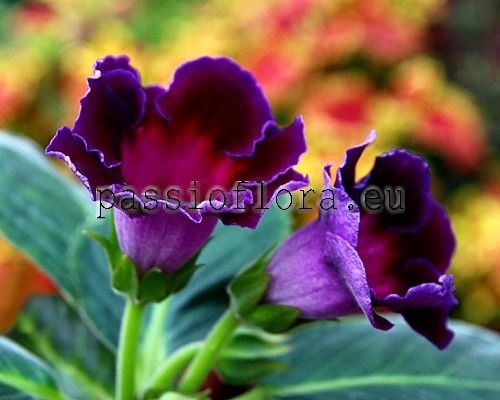 Gloxinia PF-DANCING IN THE DARK 