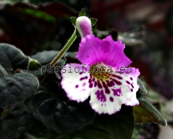 Mini Sinningia  BAL-ORCHID