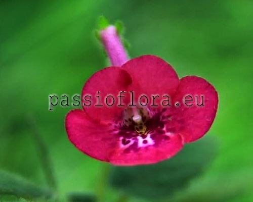 Mini Sinningia SRG'S CINNAMON BITE