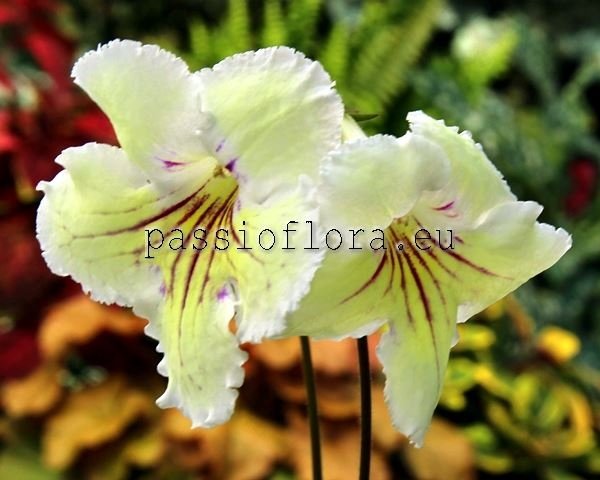 Streptocarpus OD-DANDELION WINE - OD-VINO IZ ODUVANCHIKOV