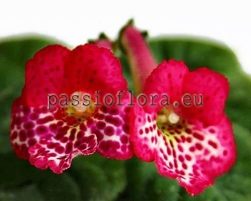Mini Sinningia OZARK ROSY TIGER