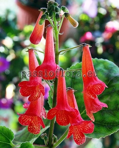 Smithiantha PF-LADY IN RED