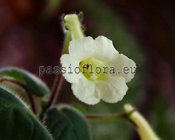 Mini Sinningia  BAL-ALEX SON