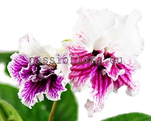 Streptocarpus PINK PRINCESS