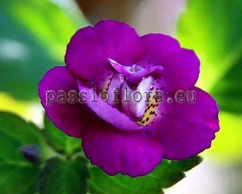 Achimenes RF'S WITCHING NIGHT xAchicodonia