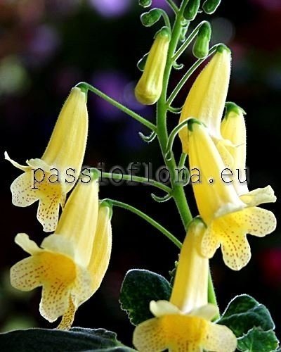 Smithiantha Seeds SIMSIM FUNNY CHICK 