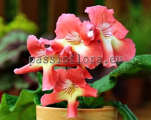 Streptocarpus BLASK
