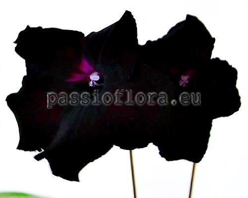 Streptocarpus DS-BLACK MAGIC - DS-CHERNAYA MAGIYA