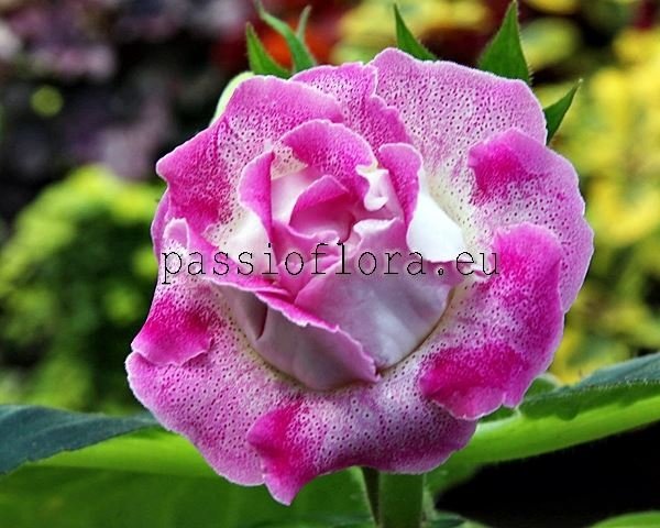 Gloxinia Seeds PF-SURPRISE 