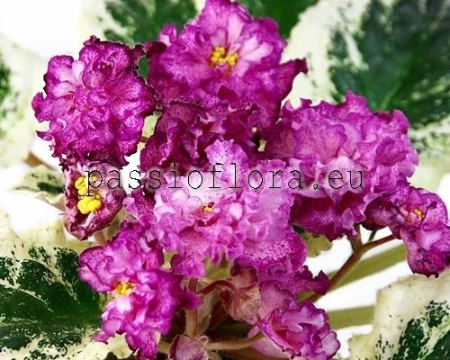 African Violet LE-SOPHIA - LE-SOFYA