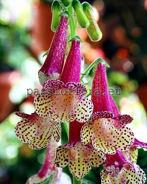 Smithiantha Seeds RF'S SERENADE