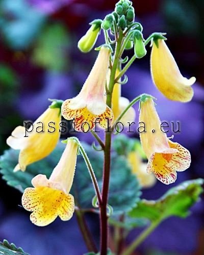 Smithiantha RF'S TESORO MAYA 