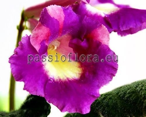 Streptocarpus QUEEN